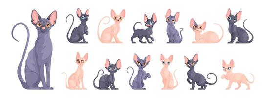 A large set of Sphynx kittens in different dynamic poses. Cute Sphynx cat sits, stands and lies. Cartoon style. vector