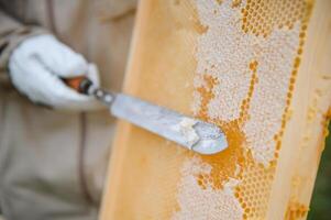 Beekeeper is working with bees and beehives on apiary. Bees on honeycomb. Frames of bee hive. Beekeeping. Honey. Healthy food. Natural products. photo
