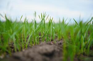 Sprouts of young barley or wheat that have just sprouted in the soil, dawn over a field with crops. photo