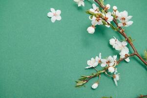 Spring background table. May flowers and April floral nature on green. For banner, branches of blossoming cherry against background. Dreamy romantic image, landscape panorama, copy space photo