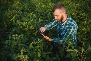 Young agronomist holds tablet touch pad computer in the soy field and examining crops before harvesting. Agribusiness concept. agricultural engineer standing in a soy field with a tablet in summer. photo