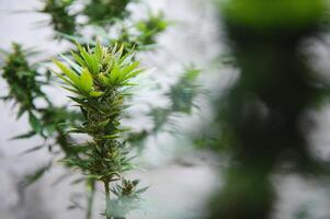 canabis, marijuana planta. creciente marijuana a hogar para médico propósitos foto