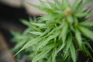 Background Canopy of Budding Indoor Marijuana Plants. photo