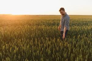 Closeup shot of a man checking the quality of the wheat spikelets on a sunset in the middle of the golden ripen field. Farm worker examines the ears of wheat before harvesting. Agricultural concept photo