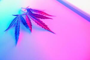 Cannabis leaf, Marijuana leaves isolated on colored background. photo