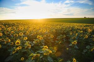 field of blooming sunflowers on a background sunset photo