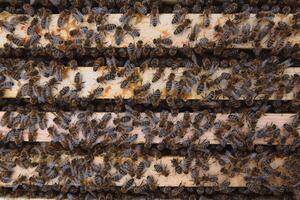 Frames of a beehive. Close up view of the opened hive body showing the frames populated by honey bees photo