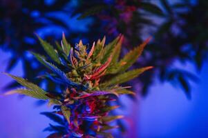 cannabis plant with big leaves and flowering bud. Medical Marijuana plant. Aesthetic look on agricultural strain of marijuana hemp photo