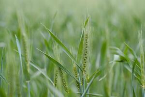 Green Wheat whistle, Wheat bran fields and wheat shist photo