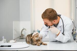 masculino doctor, veterinario, con un estetoscopio en veterinario clínica conduce examen y médico examen de Doméstico gato, concepto de médico veterinario cuidado, mascota salud. foto