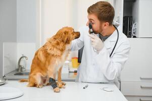 Happy veterinarians examining dog in clinic photo