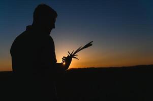 Closeup of the farmer checking the quality of the new crop at the wheat field. Agricultural worker holds the golden spikelets in his hands assessing their ripe stage. Harvesting concept photo