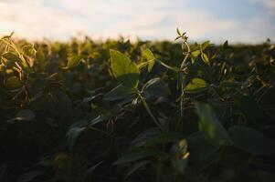 Soybean field, green field, agriculture landscape, field of soybean on a sunset sky background photo