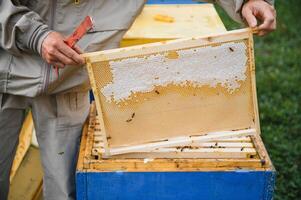 Beekeeper inspecting honeycomb frame at apiary at the summer day. Man working in apiary. Apiculture. Beekeeping concept photo