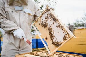 Beekeeper is working with bees and beehives on the apiary. Beekeeping concept photo
