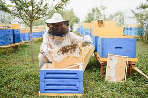Beekeeper is working with bees and beehives on the apiary. Beekeeping concept photo