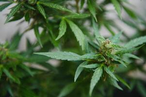 Background Canopy of Budding Indoor Marijuana Plants. photo