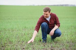 Farmer holds a harvest of the soil and young green wheat sprouts in his hands checking the quality of the new crop. Agronomist analysis the progress of the new seeding growth. Farming health concept photo