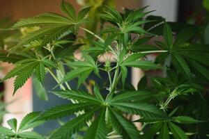 Growing cannabis indica, marijuana leaves, hemp CBD, marijuana vegetation plants, background green, cultivation cannabis, top view. photo