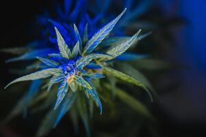 Background young shoots of marijuana in fantastic blue shades. Growing organic hemp on the farm. Wallpaper of marijuana. Legal hemp cultivation photo