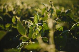 Dramatic landscape at sunset. Soybean lit by sunrays. Selective focus on detail. photo