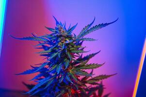 canabis marijuana planta en onda de vapor profundo púrpura neón estilo. médico planta de canabis o cáñamo con floración brotes y ultravioleta ligero. floreciente vegetativo arbusto con cristal tricomas foto