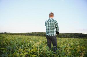 Agronomist inspects soybean crop in agricultural field - Agro concept - farmer in soybean plantation on farm photo