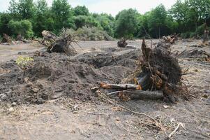 the concept of nature protection. Deforestation. photo