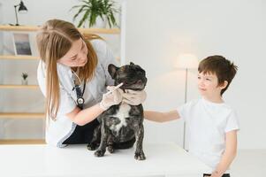 Veterinarian woman examines the dog and pet her. Animal healthcare hospital with professional pet help photo