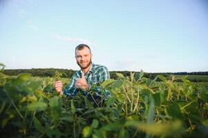 A farmer agronomist inspects green soybeans growing in a field. Agriculture photo