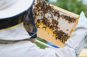 Beekeeper is working with bees and beehives on the apiary. Beekeeping concept photo