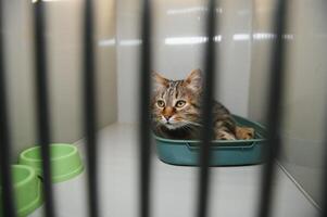 Abandoned cat in cage. Pet adoption. Tabby cat in animal shelter photo