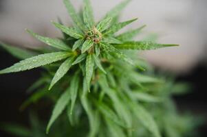 Hemp Marijuana flower Indoor growing. Home Cannabis grow operation. Grow legal Recreational Marijuana. Planting cannabis. photo
