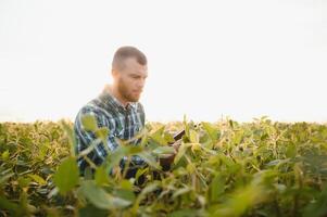 Agronomist inspecting soya bean crops growing in the farm field. Agriculture production concept. young agronomist examines soybean crop on field in summer. Farmer on soybean field photo