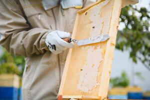 Beekeeper is working with bees and beehives on the apiary. Beekeeping concept photo