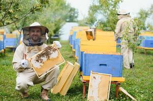 Beekeeper working collect honey. Beekeeping concept. photo