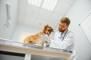 Dog with veterinarians in clinic. photo