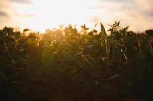 Closeup of green plants of soybean on field photo