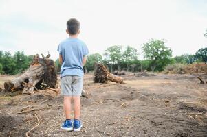 Deforestation, Destruction of Deciduous Forests. Damage to Nature. Europe photo