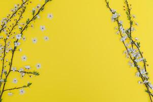 Spring background table. May flowers and April floral nature on green. For banner, branches of blossoming cherry against background. Dreamy romantic image, landscape panorama, copy space photo