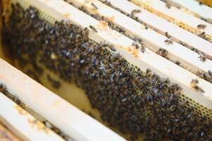 Bees on the honeycomb. Honey cell with bees. Apiculture. Apiary. Wooden beehive and bees. beehive with honey bees, frames of the hive, top view. Soft focus photo