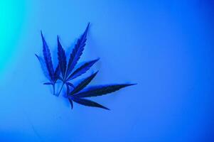 Cannabis leaf, Marijuana leaves isolated on colored background. photo