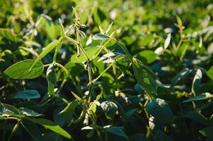 Soy field and soy plants in early morning light. Soy agriculture photo