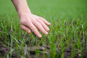 Close up of the farmer's hands holding young wheat sprout from the latest seeding. Agronomist explores the quality of the sowing and checks the growth progress. Spring and farming concept photo