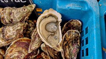 Raw oysters with closed shell flaps on blue bucket photo