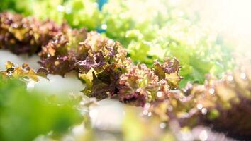 Green hydroponic organic salad vegetable in farm, Thailand. Selective focus photo