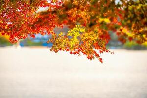 Autumn red and green Japanese maple leaf in garden with sunlight. photo