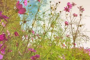 Cosmos yellow flowers in the garden at sunset. Vintage tone. Selective focus. photo