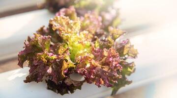 Green hydroponic organic salad vegetable in farm, Thailand. Selective focus photo