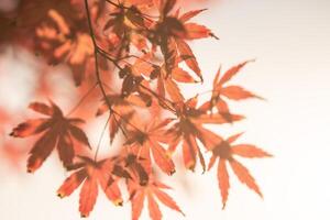 otoño rojo y verde japonés arce hoja en jardín con luz de sol. foto